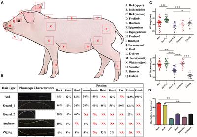 Atlas of Prenatal Hair Follicle Morphogenesis Using the Pig as a Model System